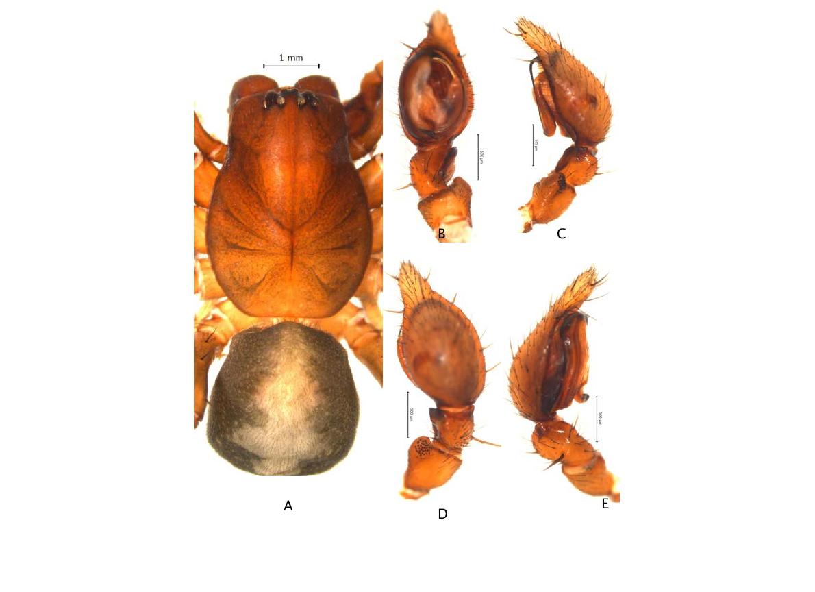 Cybaeus n. sp. 4: A, male holotype, dorsal view; B, palp, ventral view; C. ditto, retrolateralview; D. ditto, dorsal view; E. ditto, prolateral view.