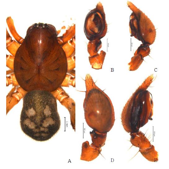 Cybaeus n. sp. 5: A, male holotype, dorsal view; B, palp, ventral view; C. ditto,retrolateral view; D. ditto, dorsal view; E. ditto, prolateral view.