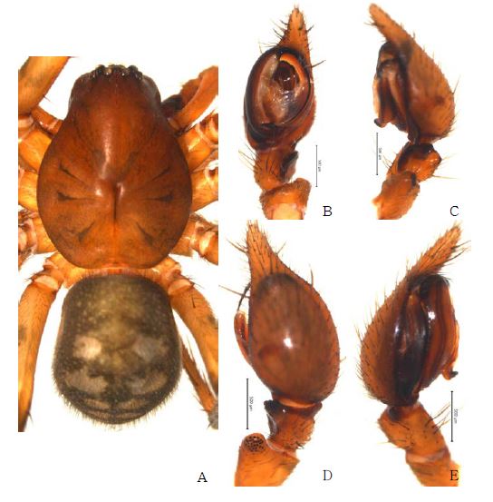 Cybaeus n. sp. 6: A, male holotype, dorsal view; B, palp, ventral view; C. ditto,retrolateral view; D. ditto, dorsal view; E. ditto, prolateral view.