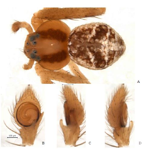 Ebrechtella juwangensis n. sp.: A, male holotype, dorsal view; B, palp, ventral view;C. ditto, retrolateral view; D. ditto, prolateral view.