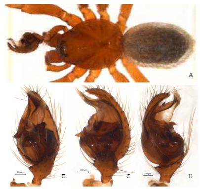 Robertus subtilis n. sp.: A, male holotype, dorsal view; B, palp, ventral view; C.ditto, retrolateral view; D. ditto, prolateral view.