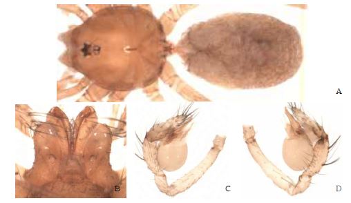 Falcileptoneta digitalis n. sp.: A, male holotype, dorsal view; B, male labium andendite; C, palp, prolateral view; D, palp, retrolateral view.