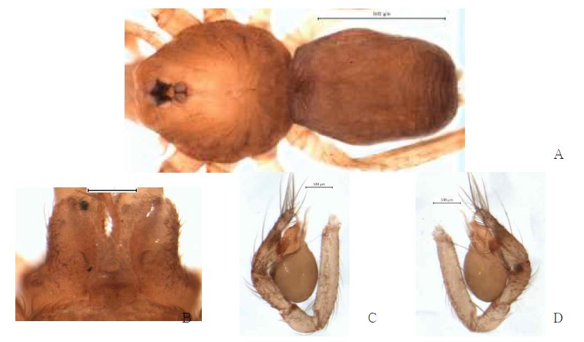 Falcileptoneta n. sp.: A, male holotype, dorsal view; B, male labium and endite; C,palp, prolateral view; D, palp, retrolateral view.