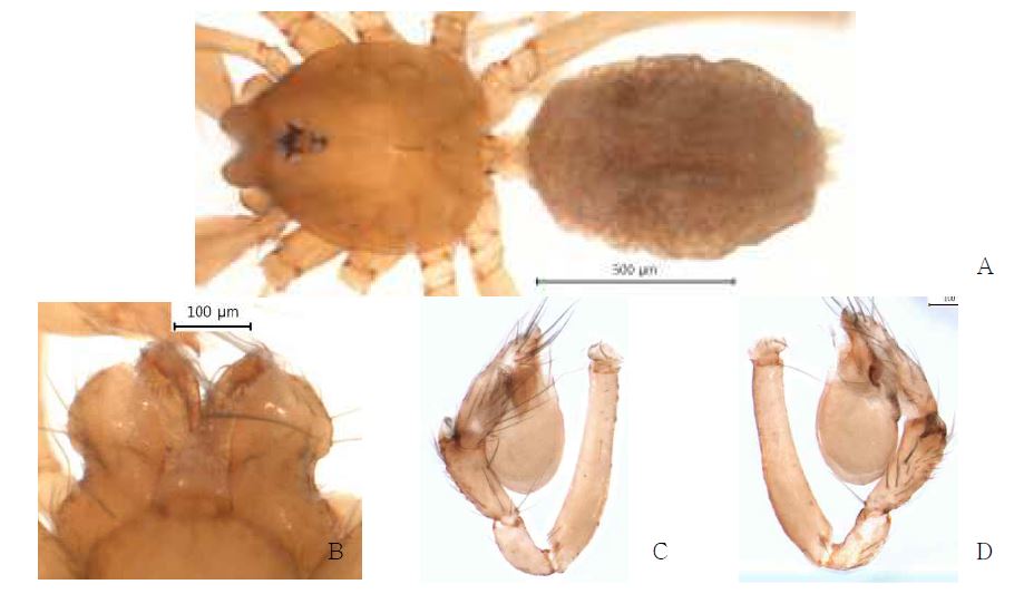 Masirana flabelli n. sp.: A, male holotype, dorsal view; B, male labium and endite;C, palp, prolateral view; D, palp, retrolateral view.