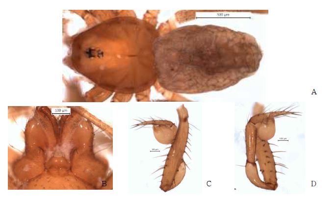 Longileptoneta n. sp. 1: A, male holotype, dorsal view; B, male labium and endite;C, palp, prolateral view; D, palp, retrolateral view.