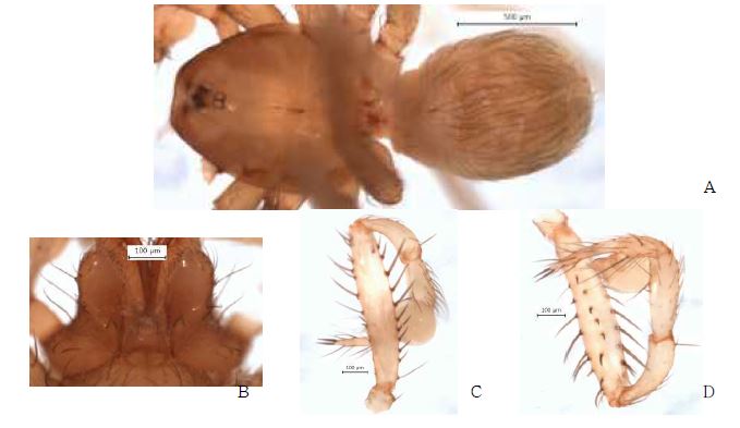 Longileptoneta n. sp. 2: A, male holotype, dorsal view; B, male labium and endite;C, palp, prolateral view; D, palp, retrolateral view.