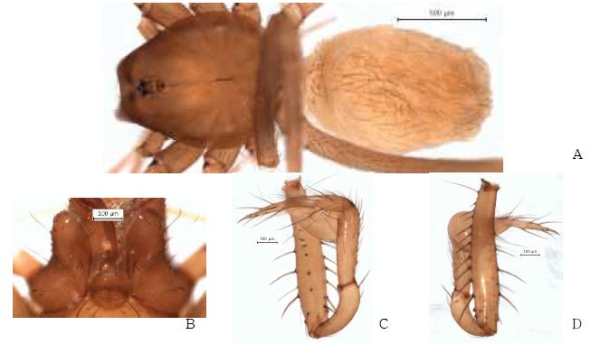 Longileptoneta n. sp. 3: A, male holotype, dorsal view; B, male labium and endite;C, palp, prolateral view; D, palp, retrolateral view.