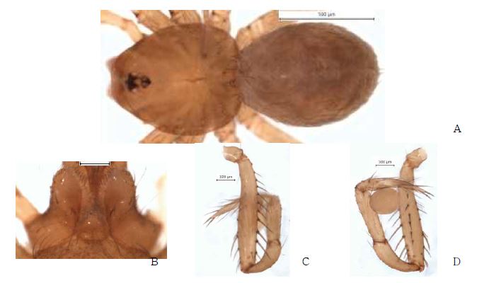 Longileptoneta n. sp. 4: A, male holotype, dorsal view; B, male labium and endite;C, palp, prolateral view; D, palp, retrolateral view.