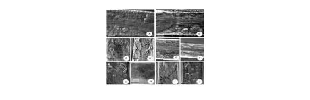 Micrograph of F. cusanicaformis sp.n. A.