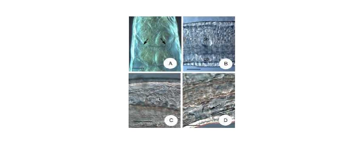 Micrographs of christenseni