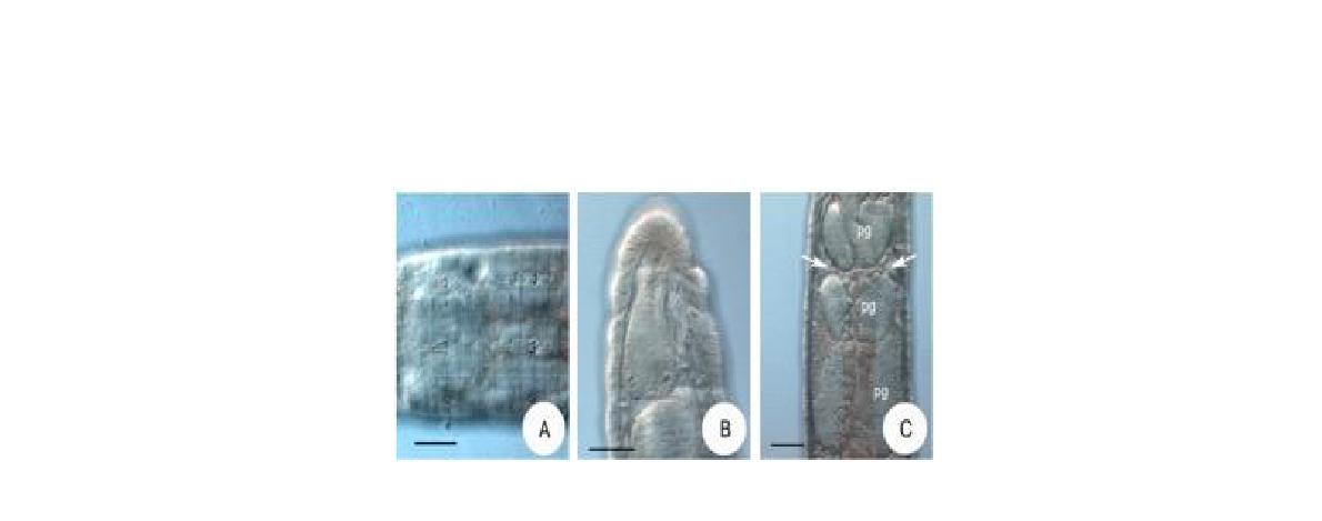 Micrographs of Enchytraeus dichaetus. A. chaetae only 2 in the bundles. B. Brain. Scale bars 50 μm.