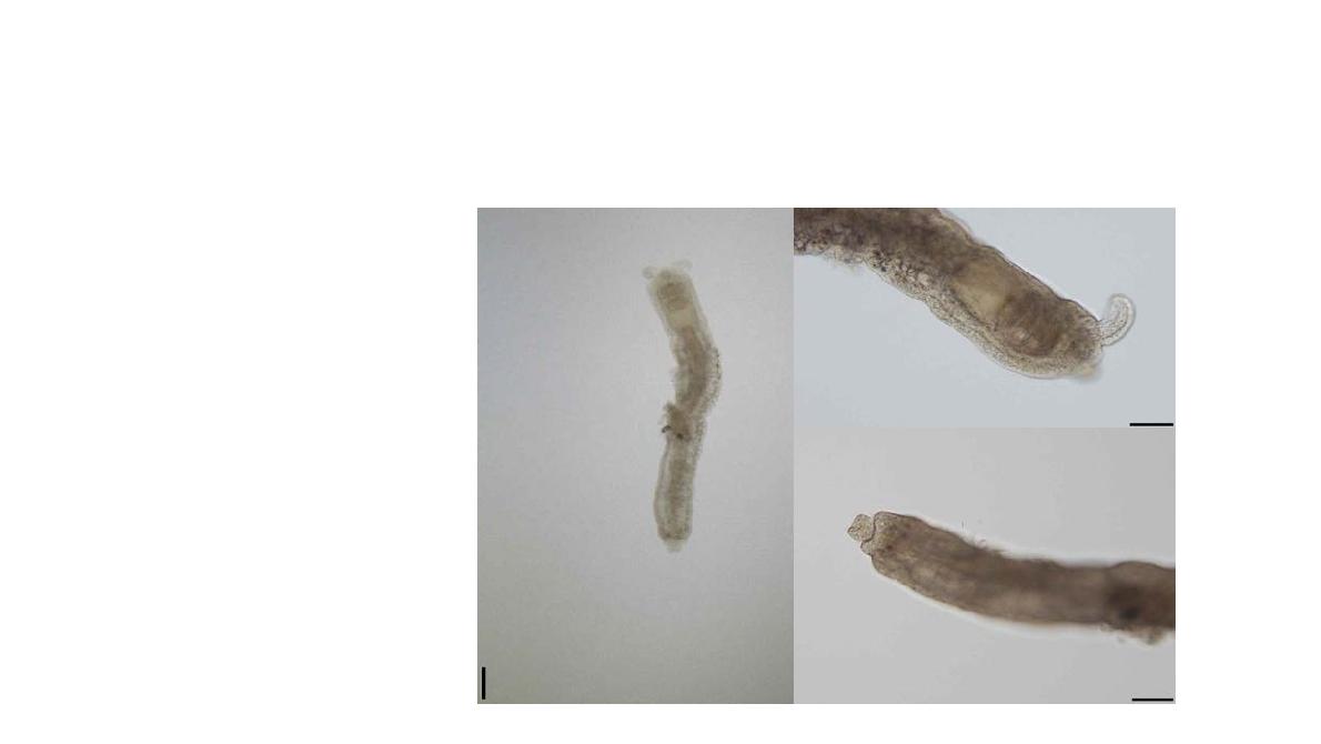 Protodrilus n. sp.; A, dorsal view; B, prostomium dorsal view; C, pygidium, dorsal view. Scale bars = 0.2 mm (A), 0.1 mm (B, C).