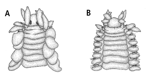 Nereiphylla hera Kato  B, anterior