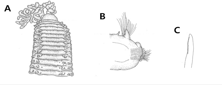 Naineris dendritica (Kinberg, 1867). A, anterior dorsal view; B, anterior thoracic parapodium, anterior view; C, thoracic neuropodial uncini on inferior position.