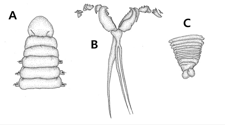 Arabella monroi Colbath, 1989. A, anterior dorsal view; B, maxillae, dorsal view;C, pygidium, ventral view.