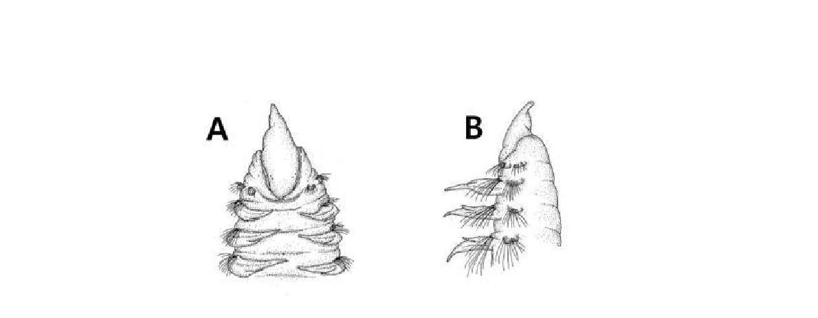 Scolelepis (Scolelepis) kudenovi Hartmann-Schröder, 1981.