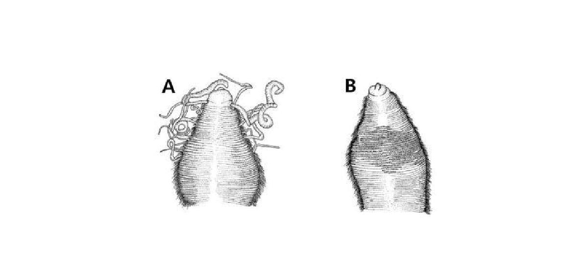 Aphelochaeta monilaris (Hartman, 1960).