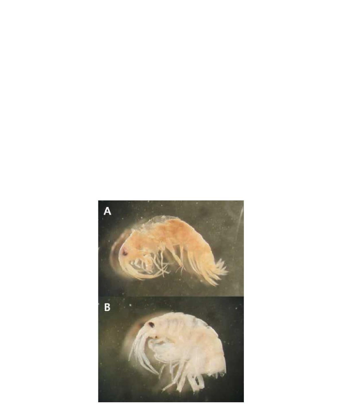 Liljeborgia n. sp. A, B, Lateral view of body.