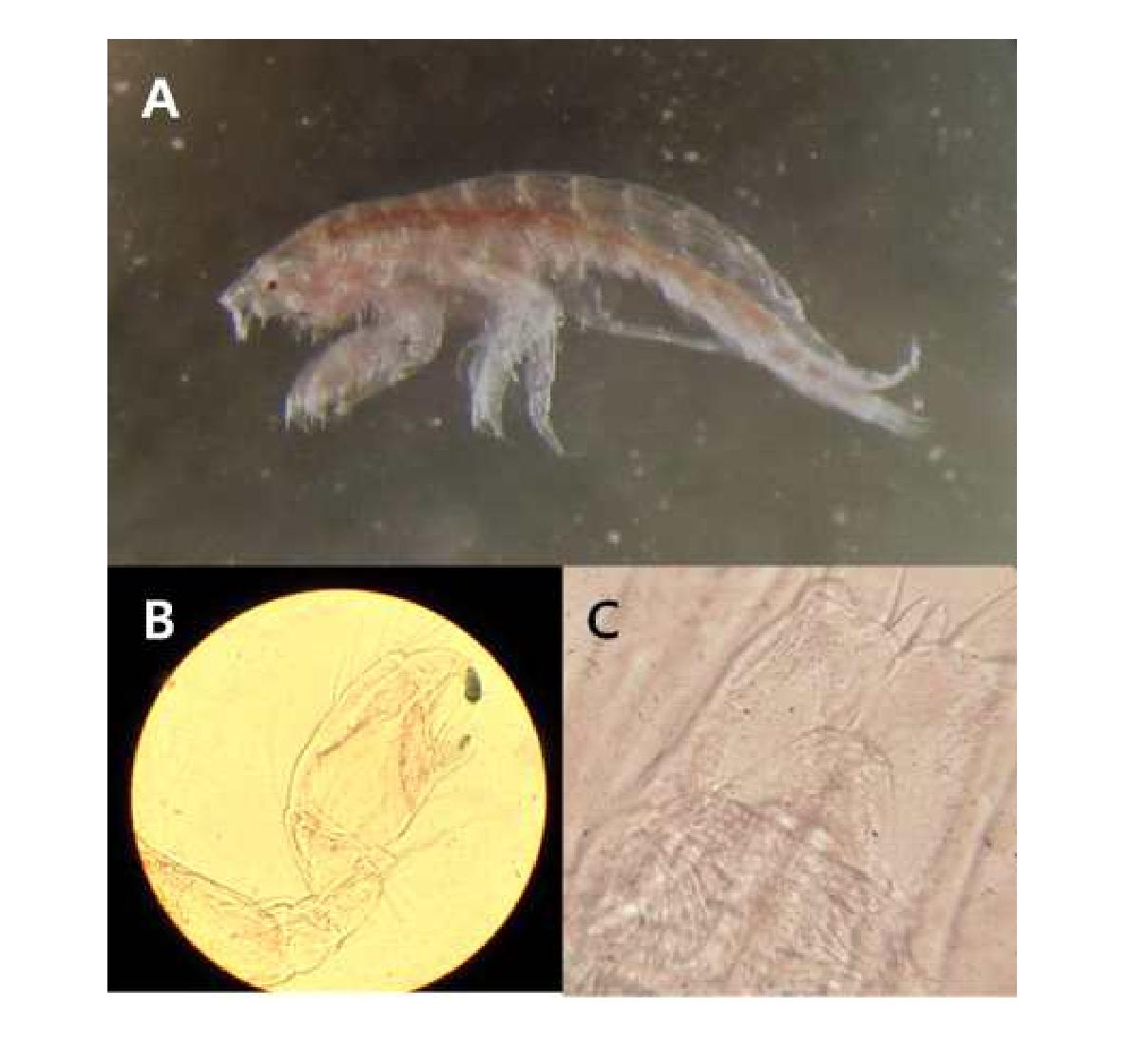 Photis n. sp. A, Lateral view of body; B, Gnathopod 2; C, Telson.