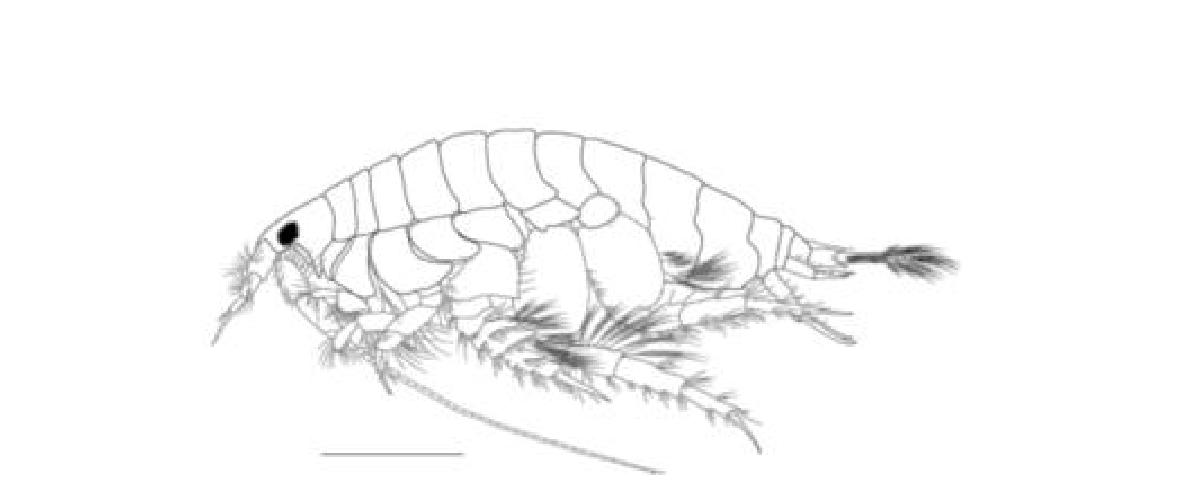 Urothoe n. sp. 1, Body.