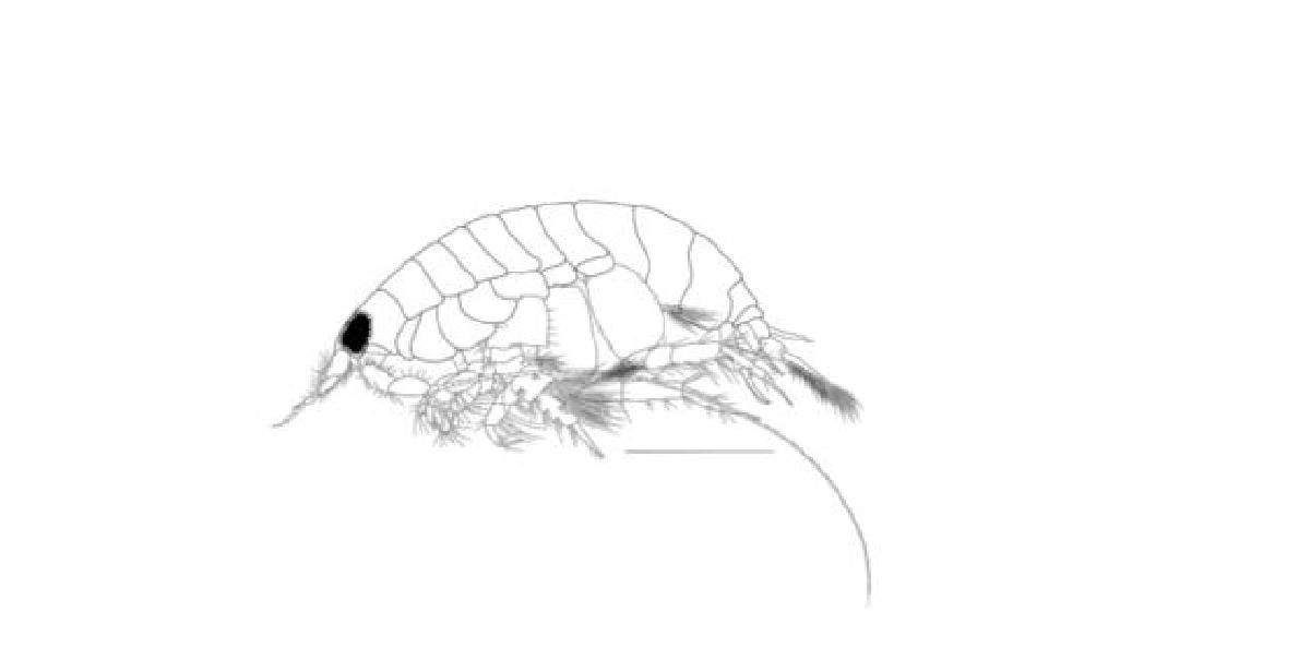 Urothoe n. sp. 2, Body.