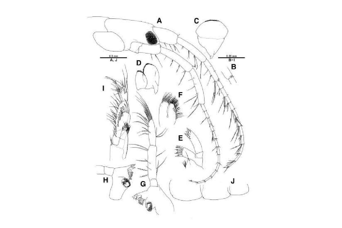 Podoceropsis sp. nov., male, holotype (A-J).