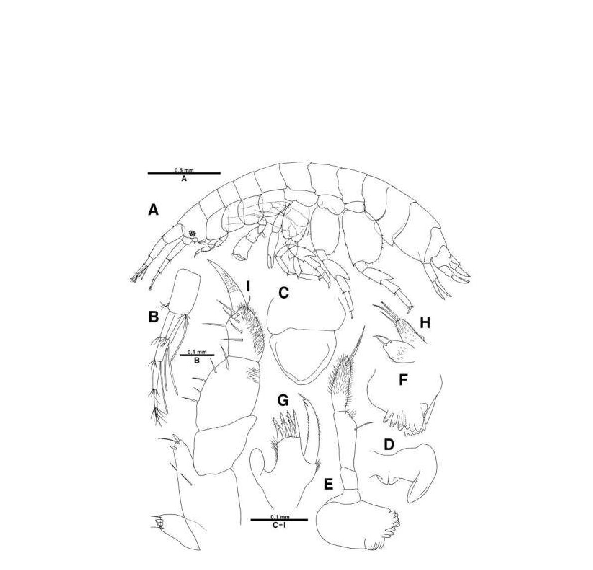 Seba sp. nov., holotype, male