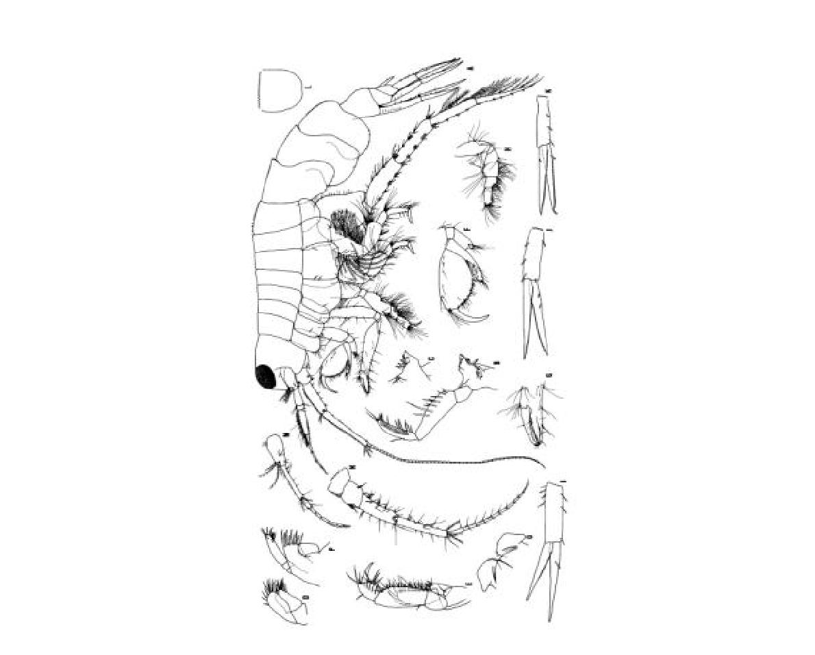 Eochelidium miraculum (Imbach 1967)