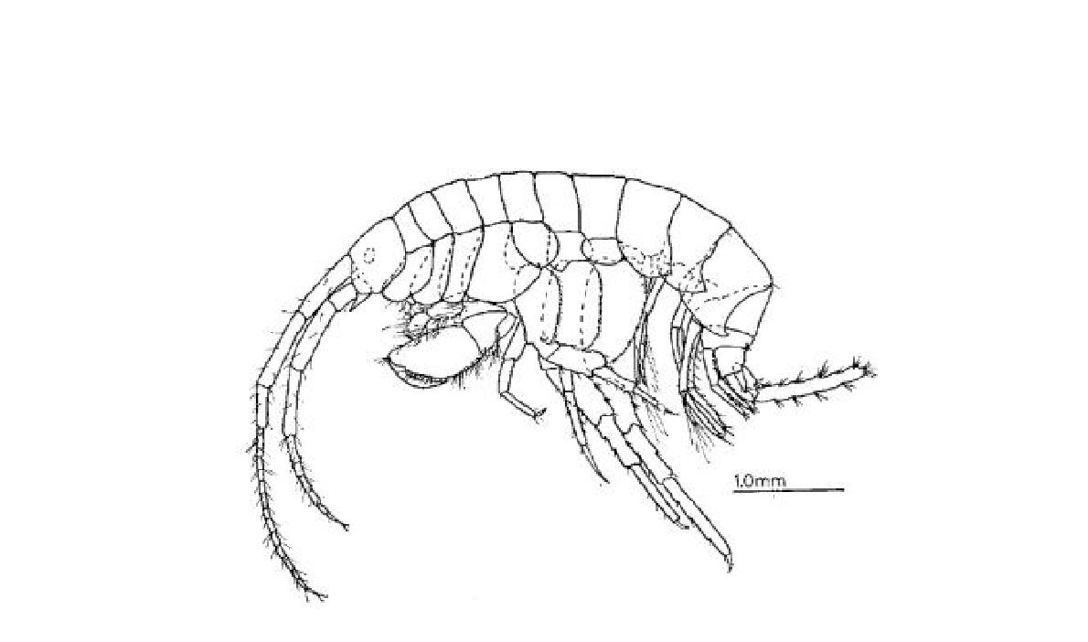 M. longidactyla Hirayama 1987