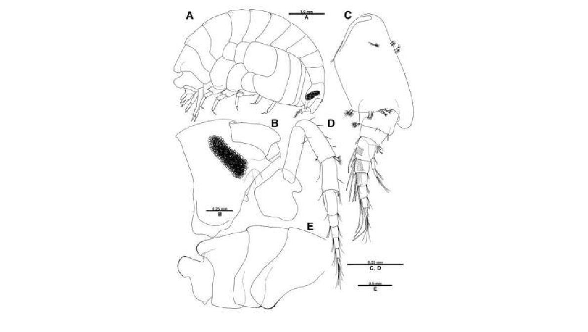 Lepidepecreum vitjazi Gurjanova, 1962, male