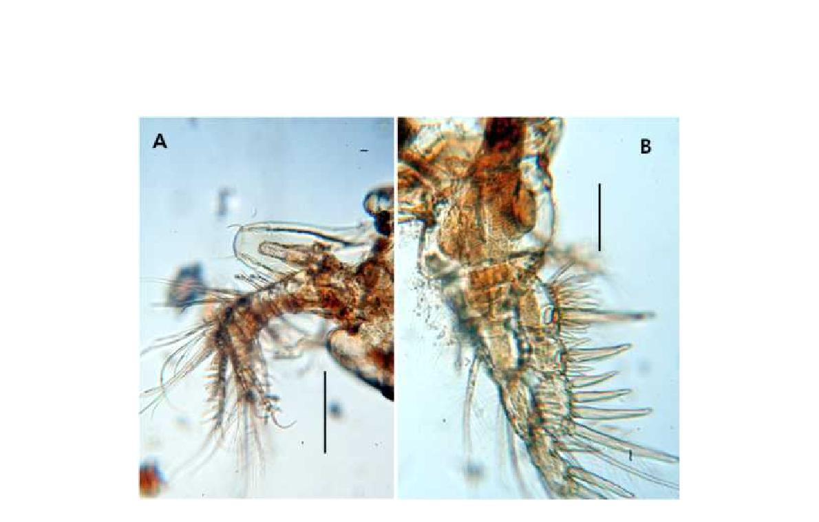 Ellanella n. sp. female.