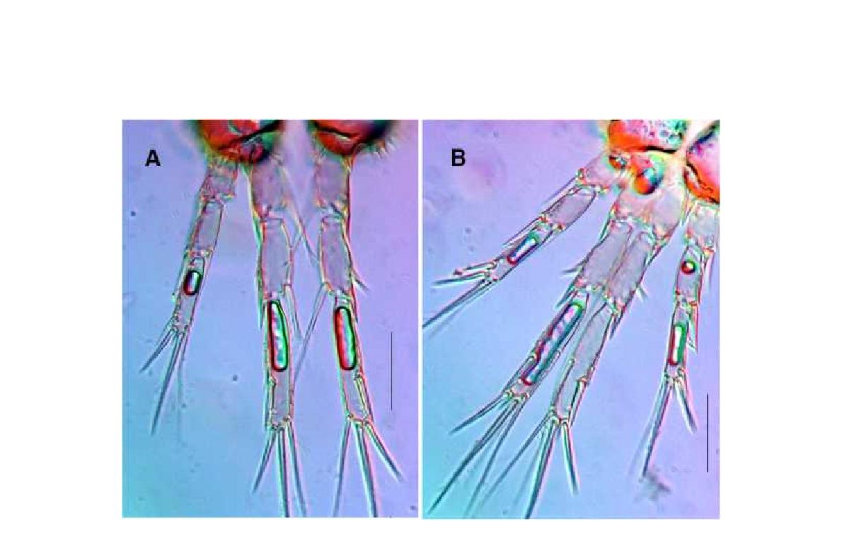 Brianolla n. sp. 1. female. A, P2, dorsal; B, P3, dorsal. Scales: 0.1mm in all.