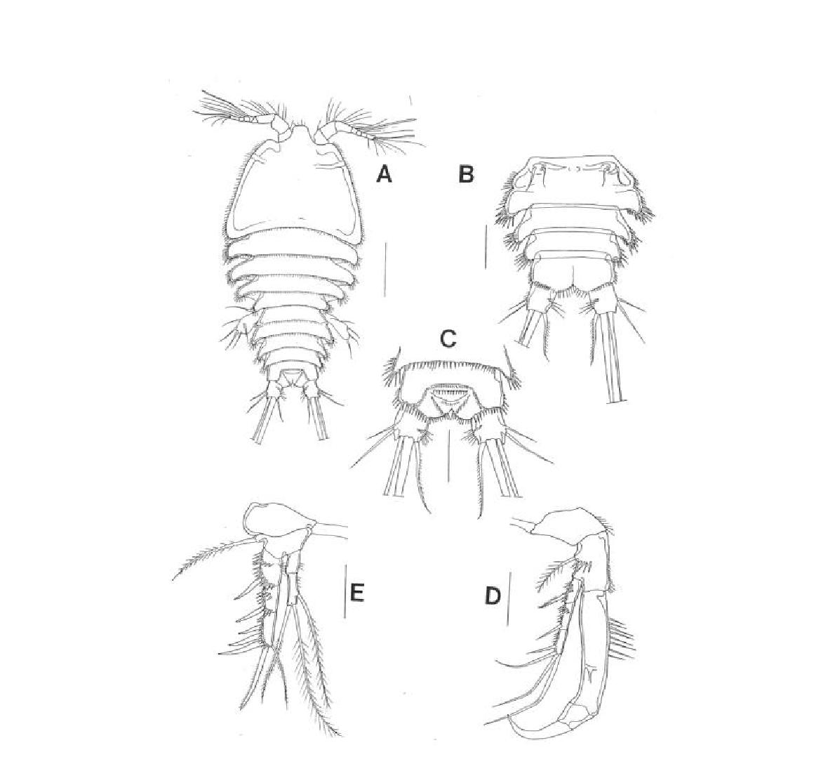 Laophonte n. sp. 1, female. A, habitus, dorsal; B, urosome, ventral; C, analoperculum, dorsal; D, P1, dorsal; E, P2, dorsal. Scales: A=0.1 mm; B-E=0.02 mm.