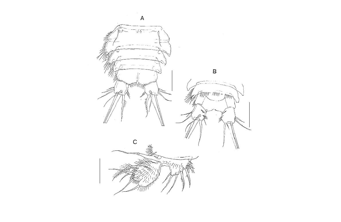 Laophonte n. sp.2, female. A. Urosome, ventral; B. anal segment and caudalrami, ventral; C, P5, dorsal. Scales: A, B=0.1 mm; C=0.05 mm.