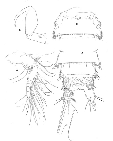 Laophonte n. sp. 3, female. A. Urosome, ventral; B, Genital bouble somites,ventral; C, Antennule, dorsal; D, Maxilliped, dorsal. Scales: A, B=0.1 mm; C, D=0.05mm.