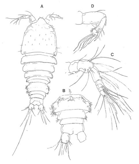 Laophonte n. sp. 4, female. A. habitus, dorsal; B, Urosome, ventral; C,Antennule, dorsal; D, Antenna, dorsal. Scales: A, B=0.1 mm; C, D=0.02 mm.