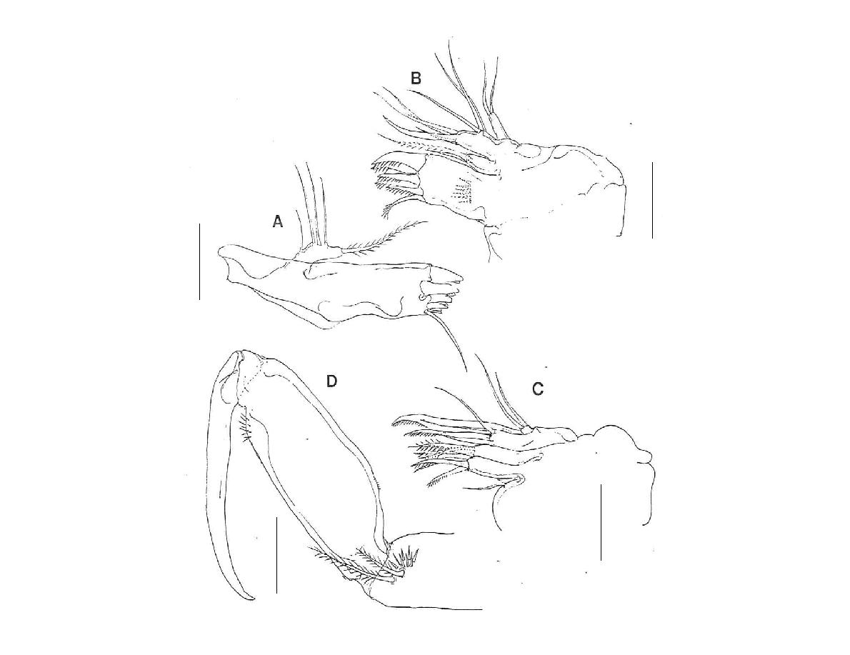 Laophonte n. sp. 4, female. A. Mandible, dorsal; B, Maxillule, dordal; C, Maxilla,dorsal; D, Maxilliped, dorsal. Scales: 0.02 mm in all.