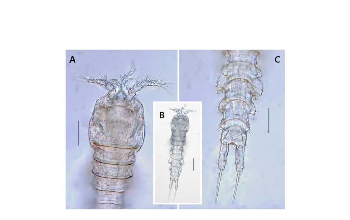 Laophonte n. sp. 5, female. A. prosome and antennules, dorsal; B. habitus,dorsal; C. urosoame and caudal rami. Scales: A, C=0.05mm; B = 0.1mm.