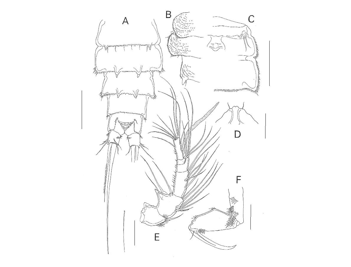 Laophonte n. sp. 6, female. A. urosome, dorsal; B, lateral expention of genitalsomites, dorsal; C, genital double somites, left ventral; D, rostrum, dorsal, E,antenna, dorsal; F, maxilliped, dordal. Scales: A-C=0.1 mm; D-F=0.05 mm.