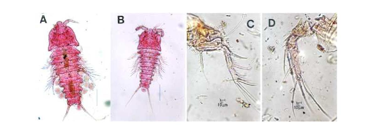 Algensiella n. sp. female.