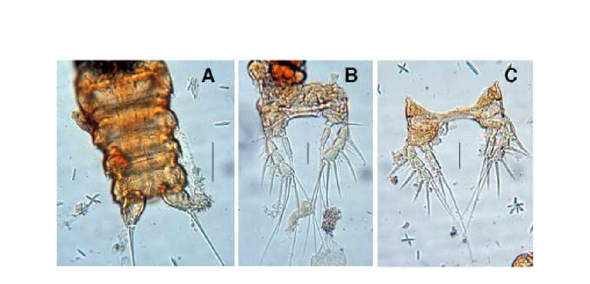 Enhydrosoma n. sp. female. A. habitus, dorsal; B, P2, dorsal; C, P3, dorsal.Scales: A=0.1mm; B, C=0.02 mm.