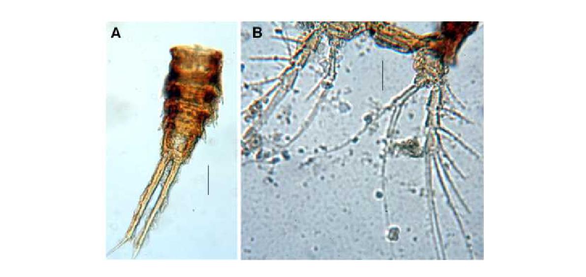 Arcenhydrosoma n. sp. female. A. urosome and caudal rami, dorsal; B, P4,dorsal. Scales: A=0.1mm; B, C, = 0.05 mm.