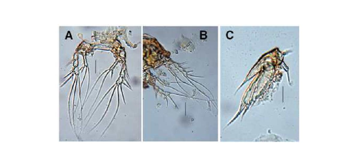 Cletodes n. sp. female. A. P2, dorsal; B, P3, dorsal; C, P5, dorsa. Scales: 0.05mm in all.