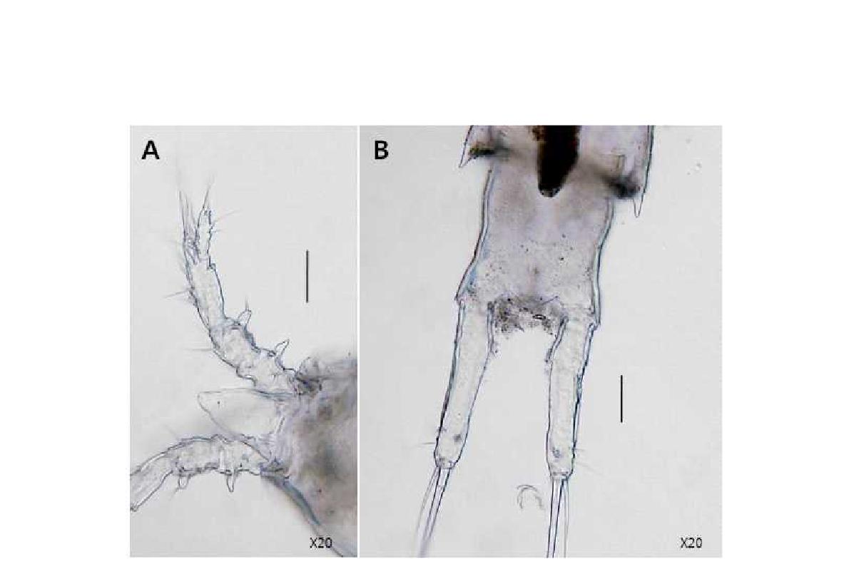 Cletopsyllus n. sp., female. A, antennules and rostrum, dorsal; B, anal somite and caudal rami, dorsal; C, urosome, dorsal. Scales: A, B = 0.02mm; C = 0.2mm