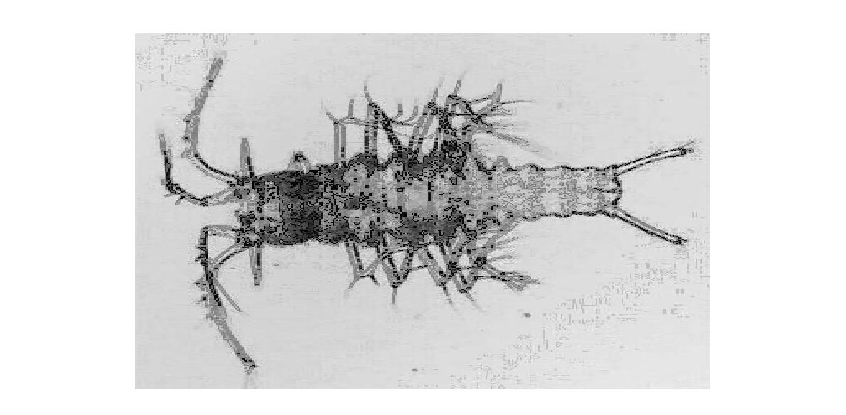 Arthuricornua n. sp., female habitus.