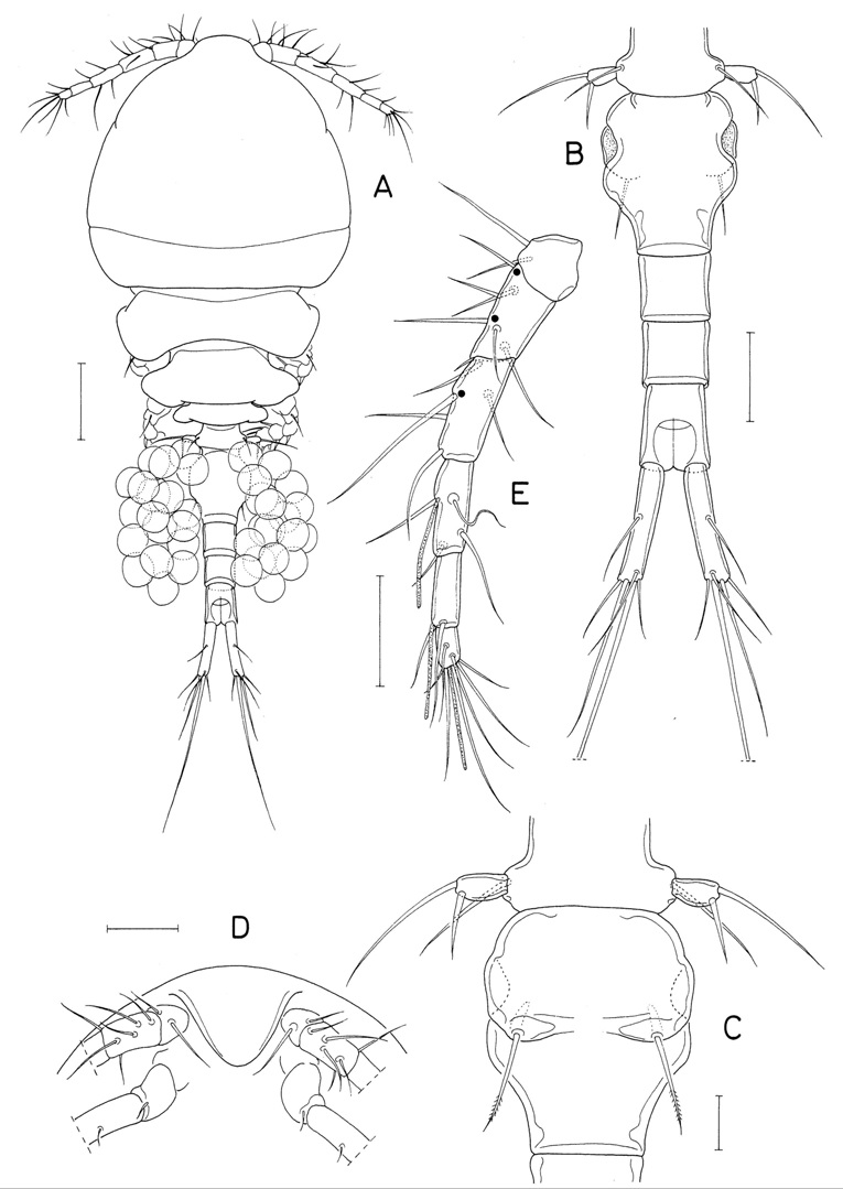 Polyankylis n. sp., female. A, antenna; B, labrum; C, mandible; D, maxillule; E, maxilla; F, maxilliped; G, leg 1. Scale bars: A=0.05 mm; B-G=0.02 mm.