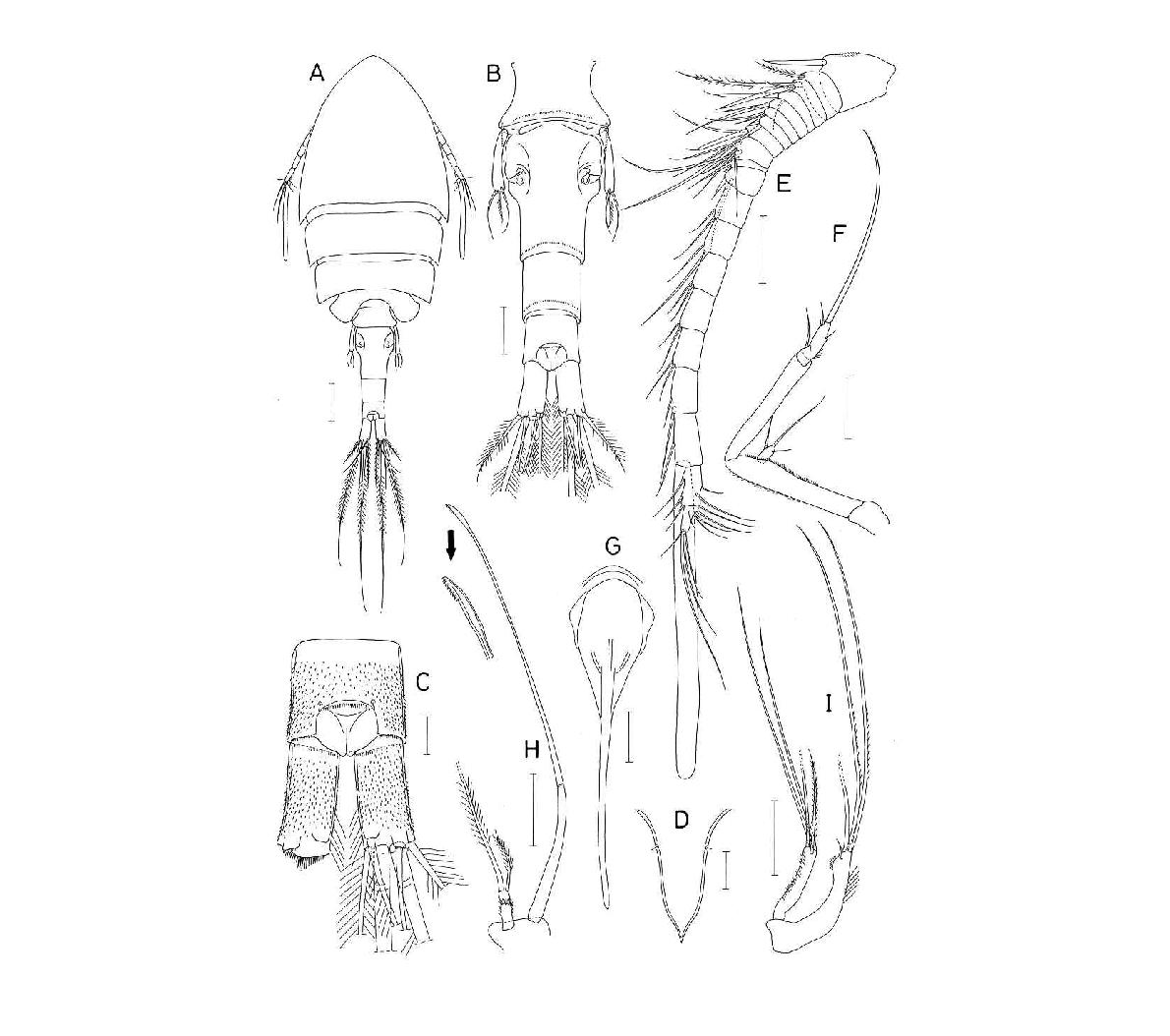 Asterocheridae n. gen. n. sp., female.