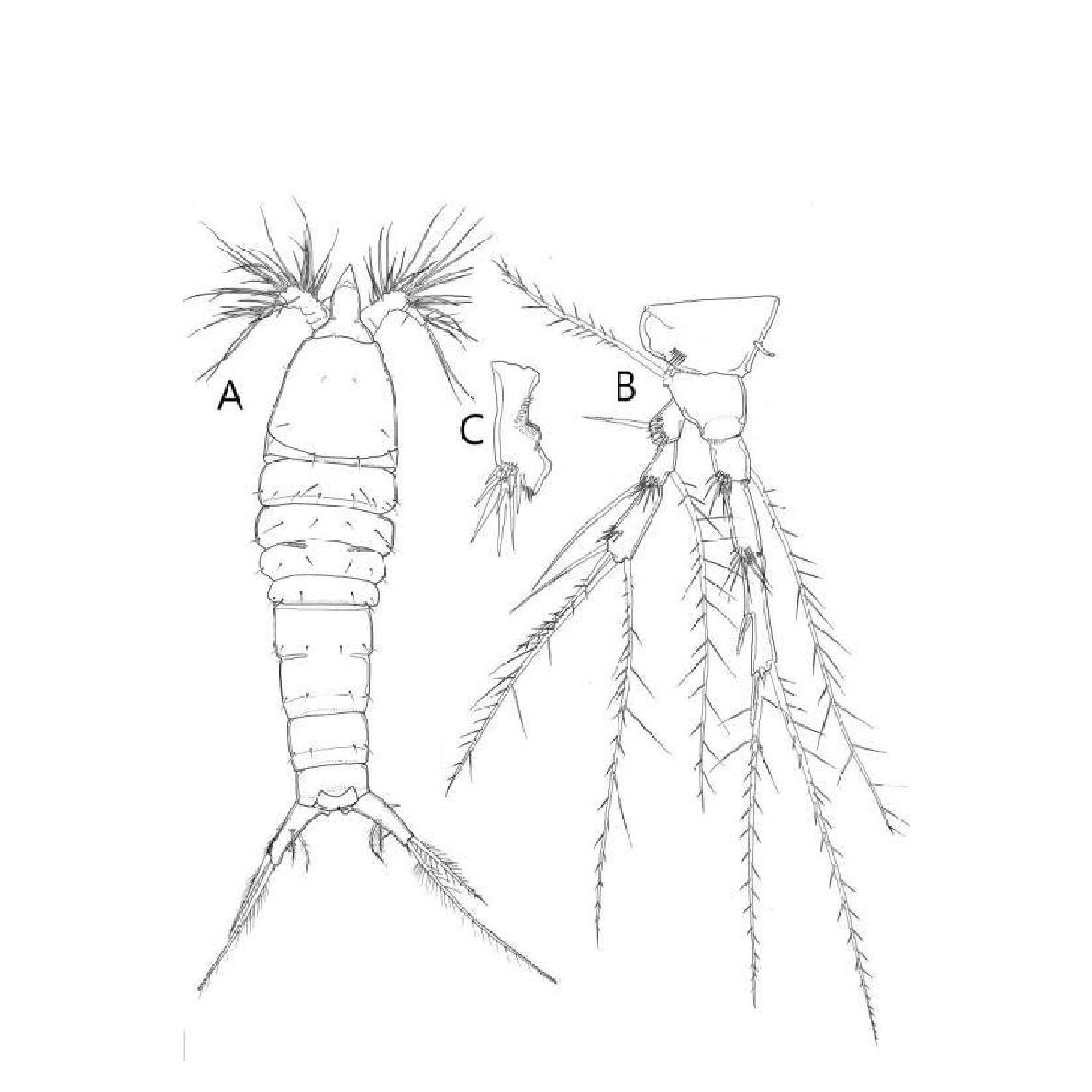 Scottolana sp. nov., female (A, B). A, habitus; B, P4. Male, C, P4 enp-2