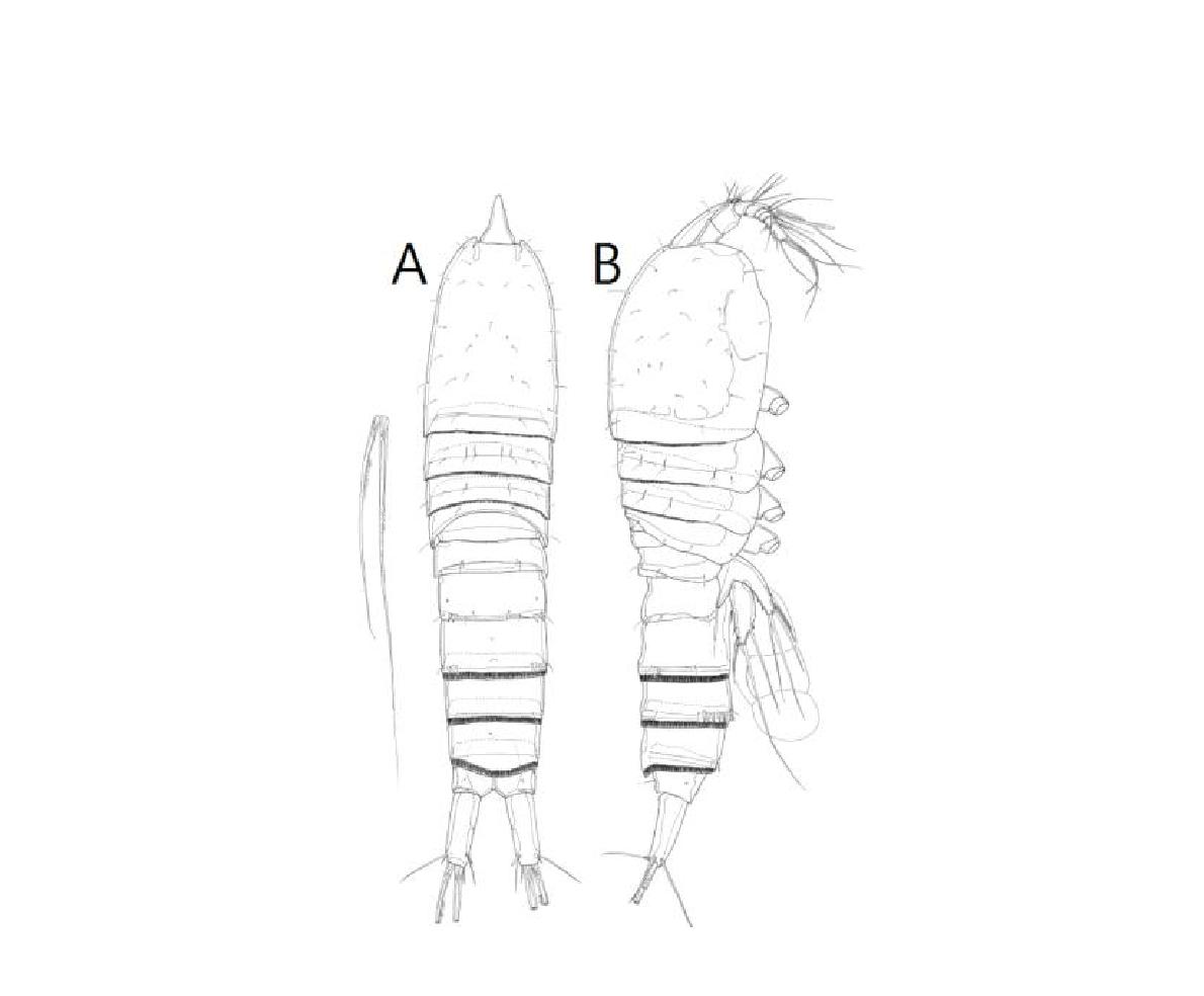 Typhlamphiascus sp. 1 nov., female. A, habitus, dorsal; B, habitus, lateral.