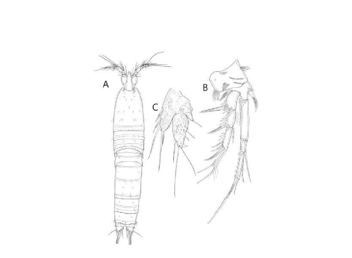 Bulbamphiascus sp. nov., female. A, habitus; B, P1; C, P5.